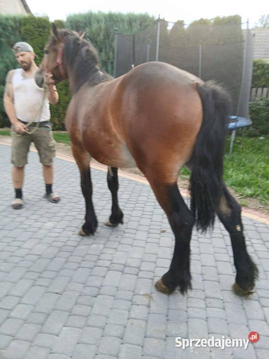 Spezedam klacz zimnokrwista podkarpackie Cewków