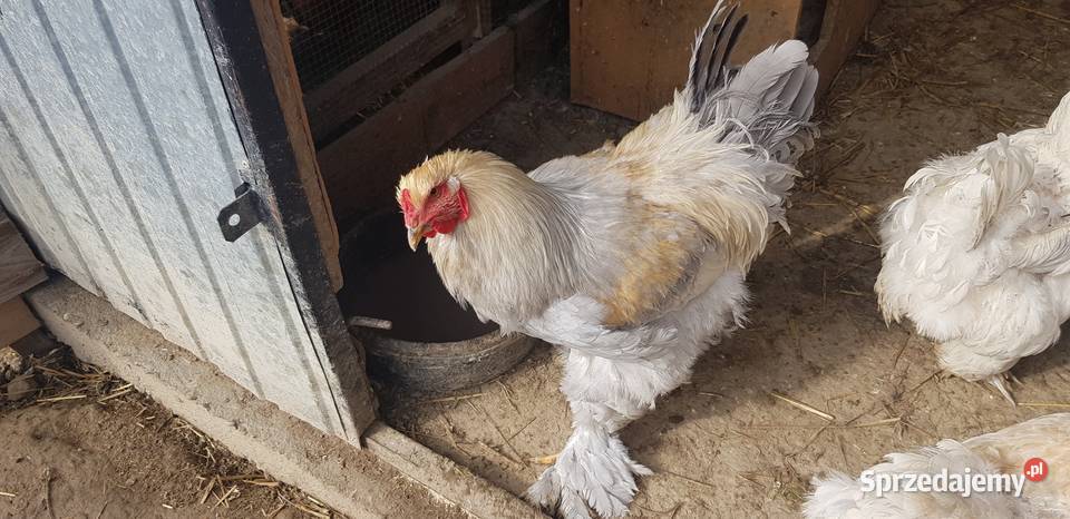 Sprzedam koguta brahma Isabell Ptaki Limanowa