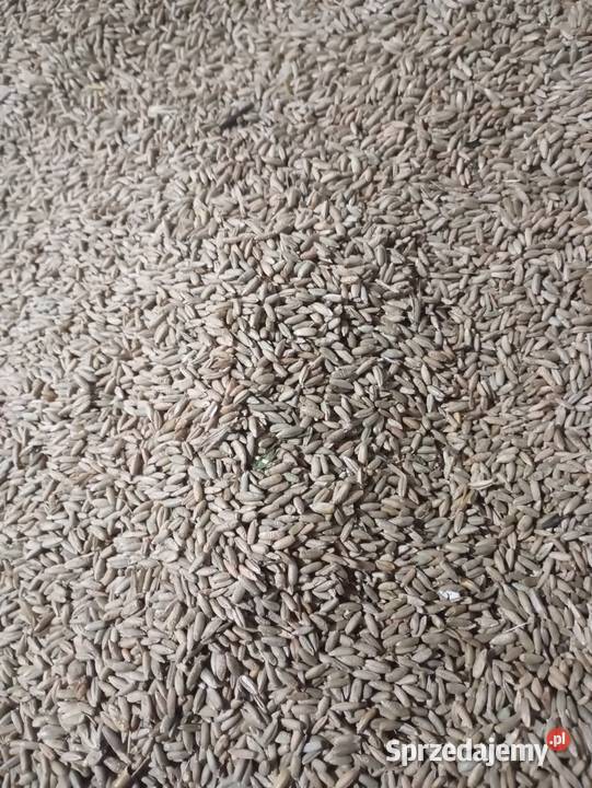 Sprzedam pszenicę ozimążyto