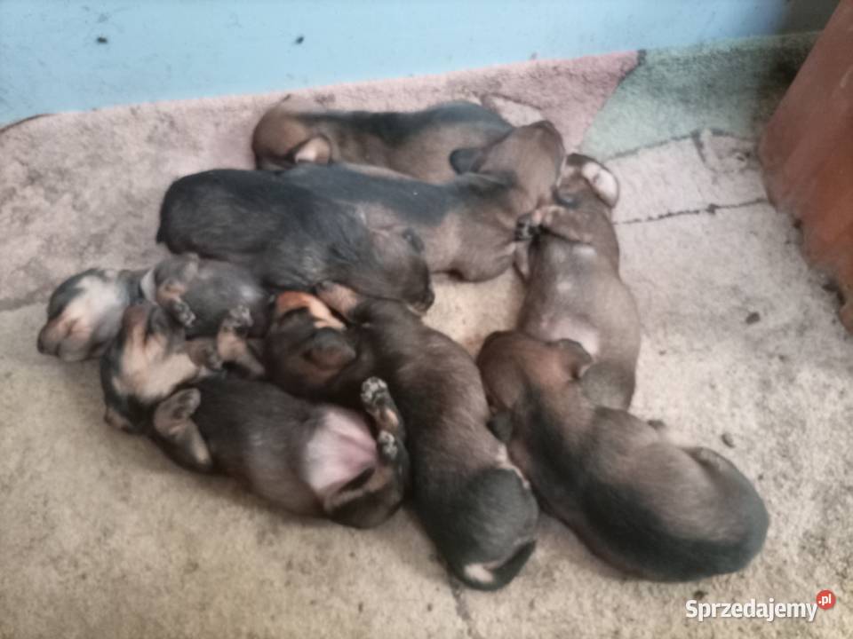 Jamnik szorstkowłosy miniatura łódzkie Błaszki sprzedam