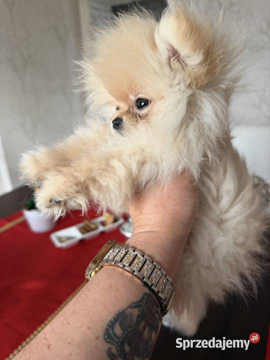 Szpic miniaturowy pomeranian dziewczynka śląskie