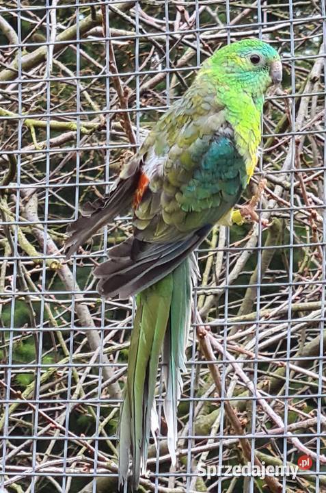 Sprzedam papugi Świergotki Ostrów Wielkopolski