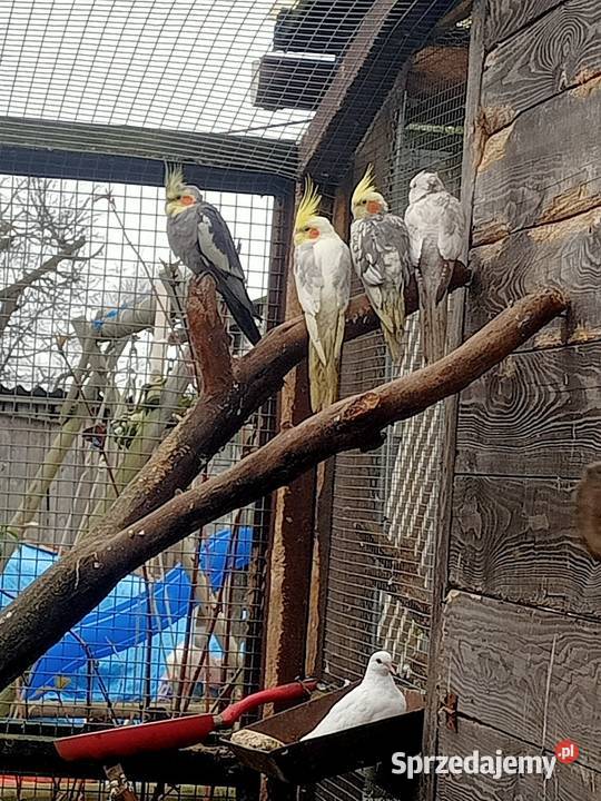 Papugi konury nimfy i inne Brusy