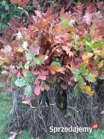 Sadzonki buka Buk pospolity na zalesienia 3 Brzostek sprzedam