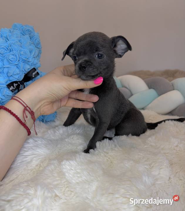 Chihuahua piesek krótkowłosy niebieski Blue Chihuahua łódzkie Bełchatów