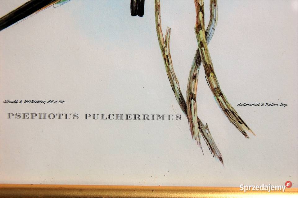 Papugi ptaki J Gould chromolitografia antyk wielokolorowy sprzedam