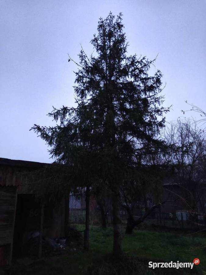 Sprzedam działkę ROD Kalina Zawilcowa z domkiem