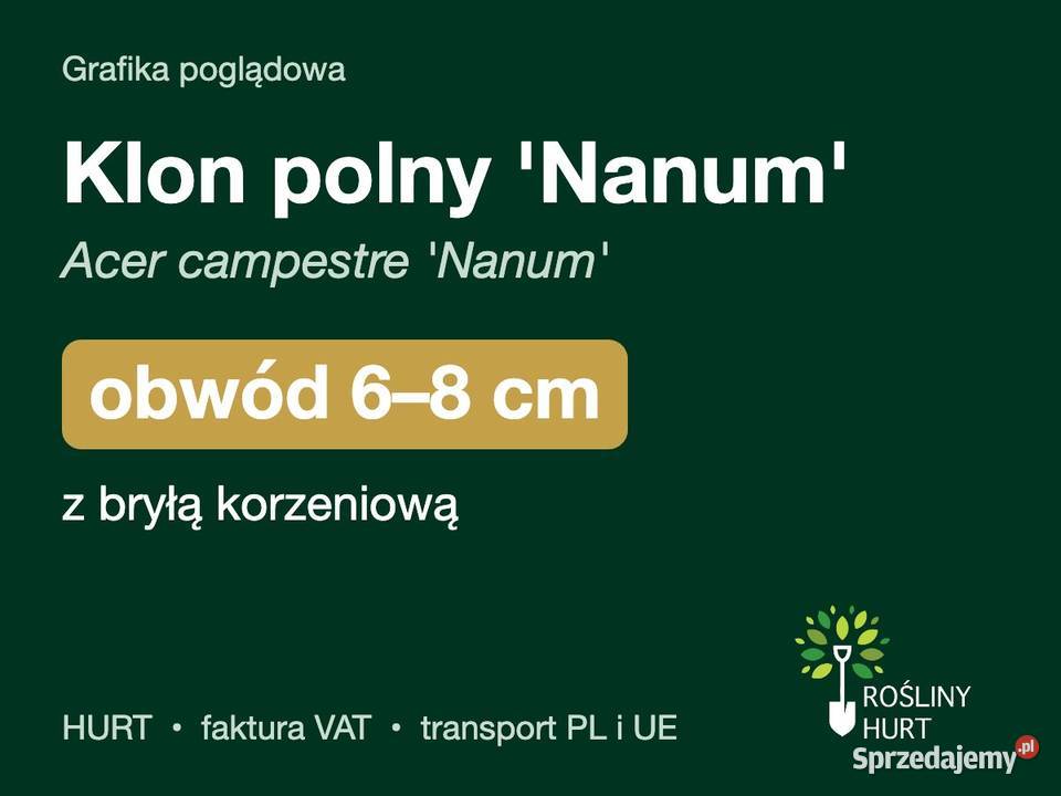 Klon polny Nanum Acer campestre obwód 68 z bryłą wielkopolskie