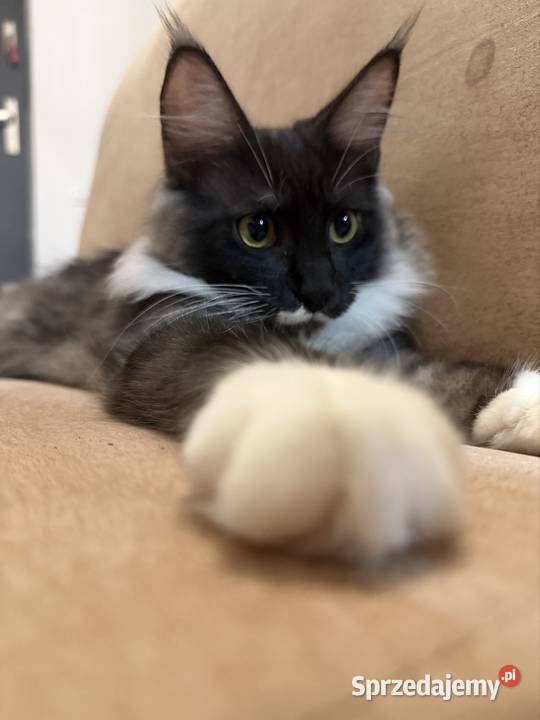 Maine coon kocięta pomorskie Starogard Gdański