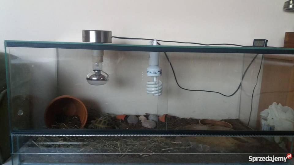 Żółw stepowy z terrarium