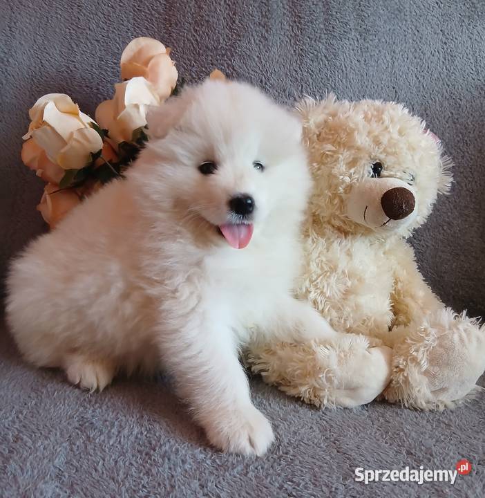 Samoyed Samojed szczenięta Toruń sprzedam
