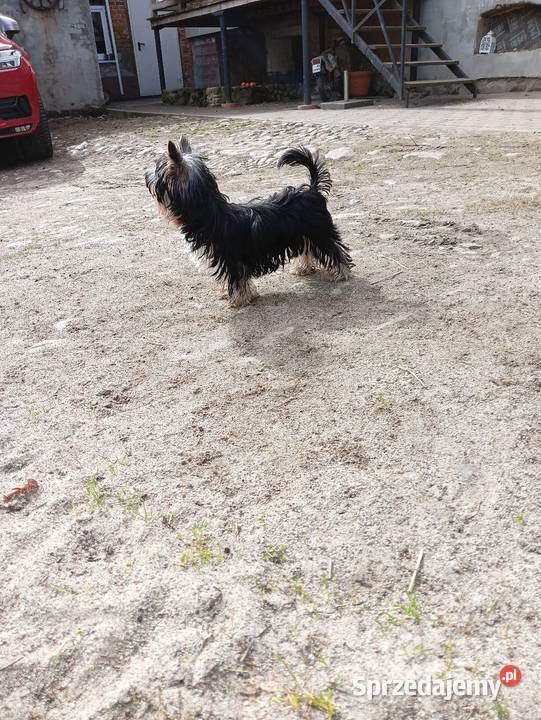 Yorkshire Terrier Enzo Boy 6mc Grzybno sprzedam