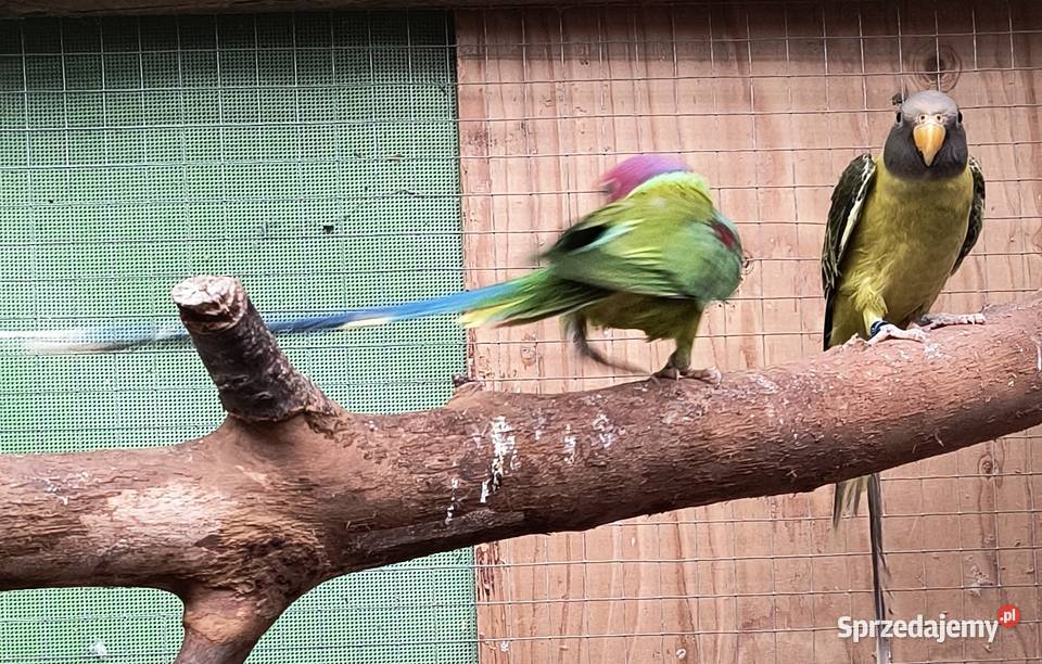 sprzedam Aleksandretty Śliwogłowe Wrocław