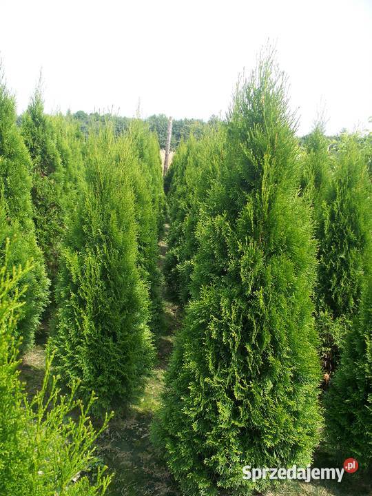 Tuja Thuja Tuje Szmaragd Smaragd 1802200 śląskie Dąbrowa Górnicza
