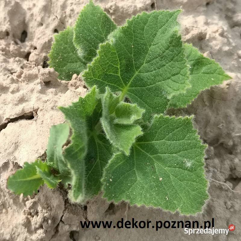 Paulownia drzewo tlenowe Rośliny Rośliny Poznań