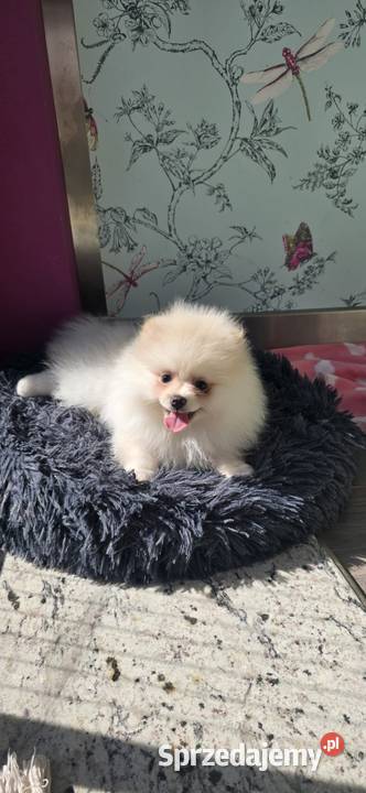 Szpic miniaturowy Szczeniaczek Suczka Zwierzęta Łódź