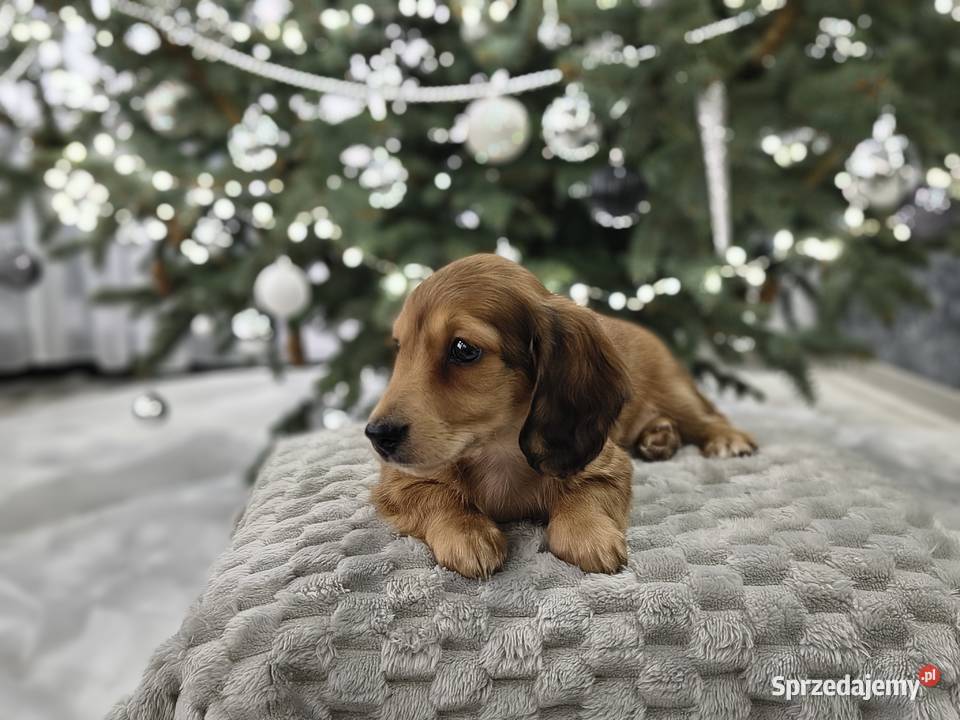 Jamnik długowłosy miniaturowy rudy gen kremowy Żychlin