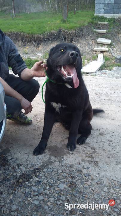 Szczeniaki LabradorHusky