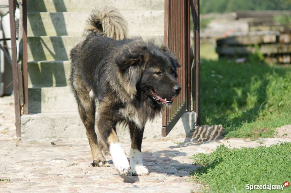 Piękny dwuletni owczarek kaukaski do sprzedania Łask