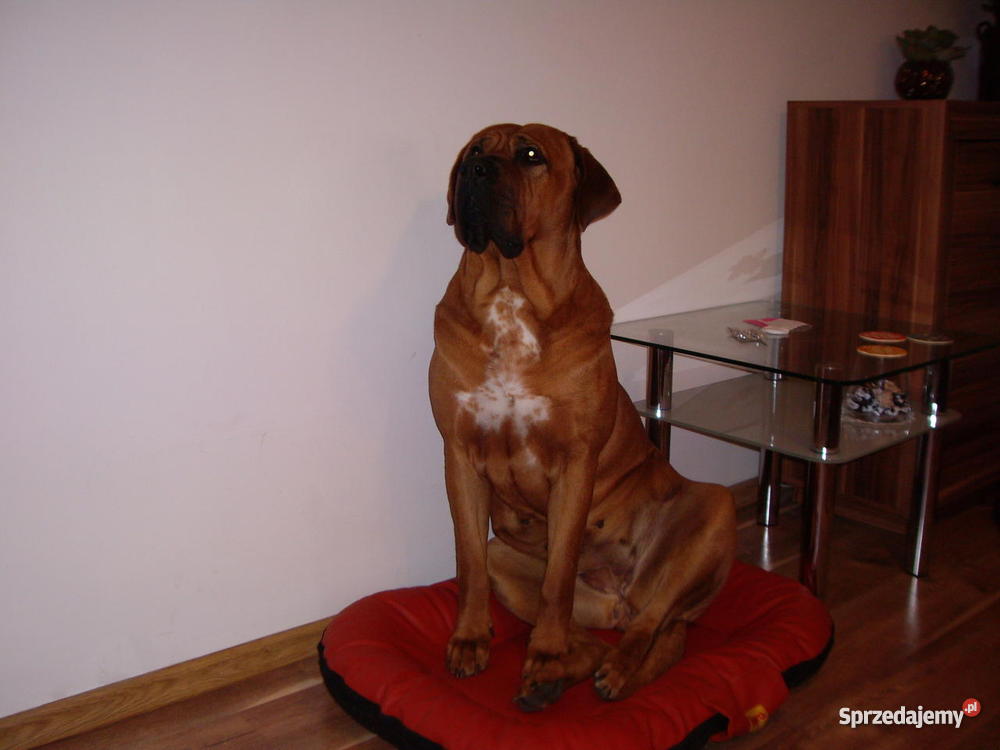 szczeniaki TOSA INU Żary