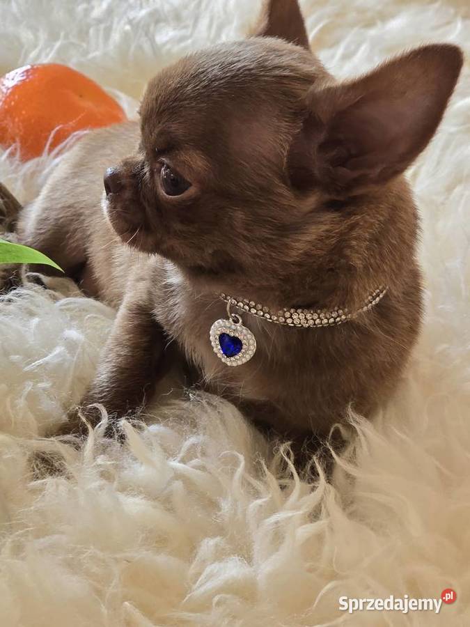 Chihuahua Czekoladowy XXS Bielsko-Biała