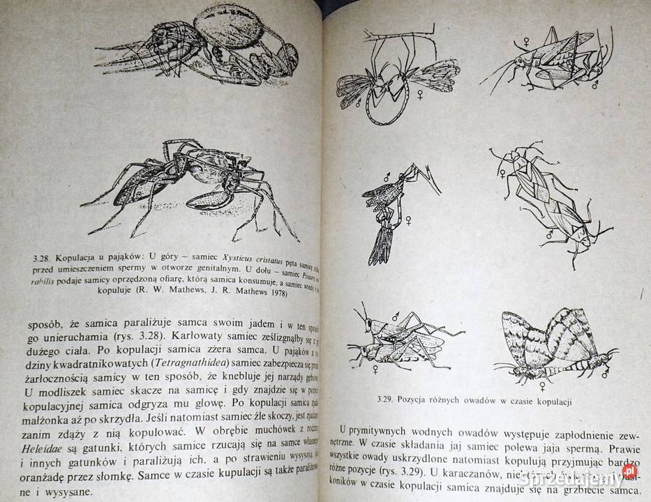 Owady i ludzie Jan Boczek Pozostałe lubelskie Chełm