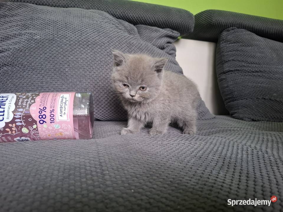 Kotki kocurki brytyjskie gotowe do odbioru