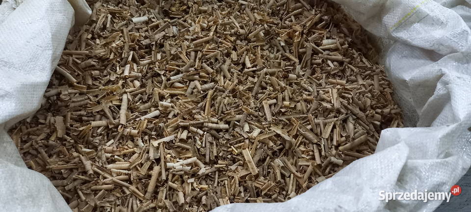 trociny orzech włoski suche Błotnica Strzelecka sprzedam