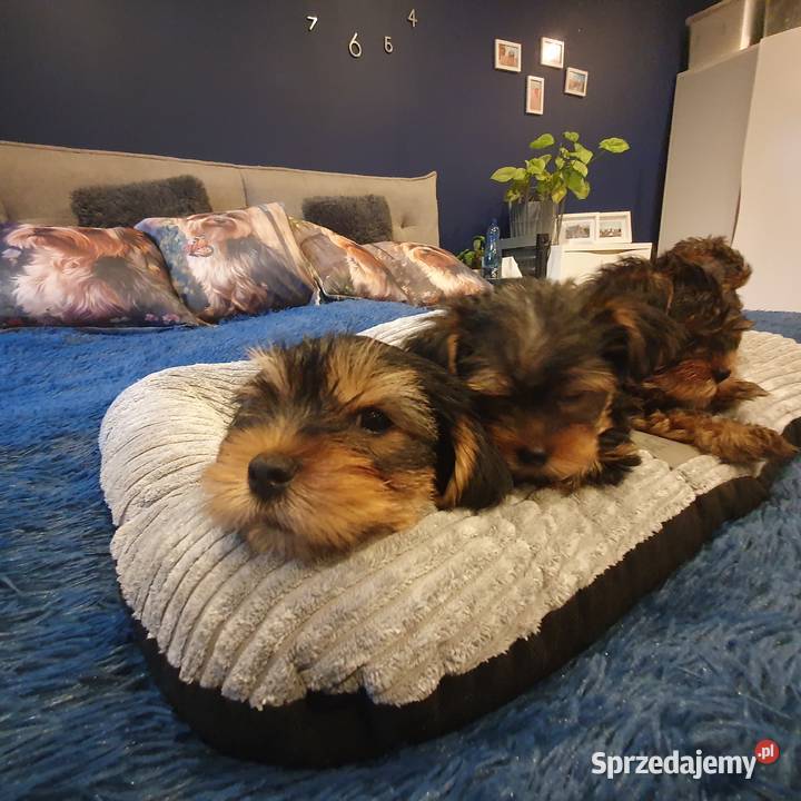 Sprzedam Pieski York śląskie Gliwice