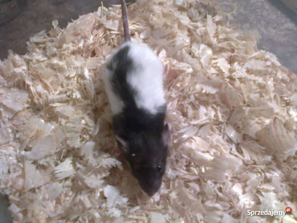 Szczury Dumbo Irish Rex i Standard Pozostałe Jastrzębie