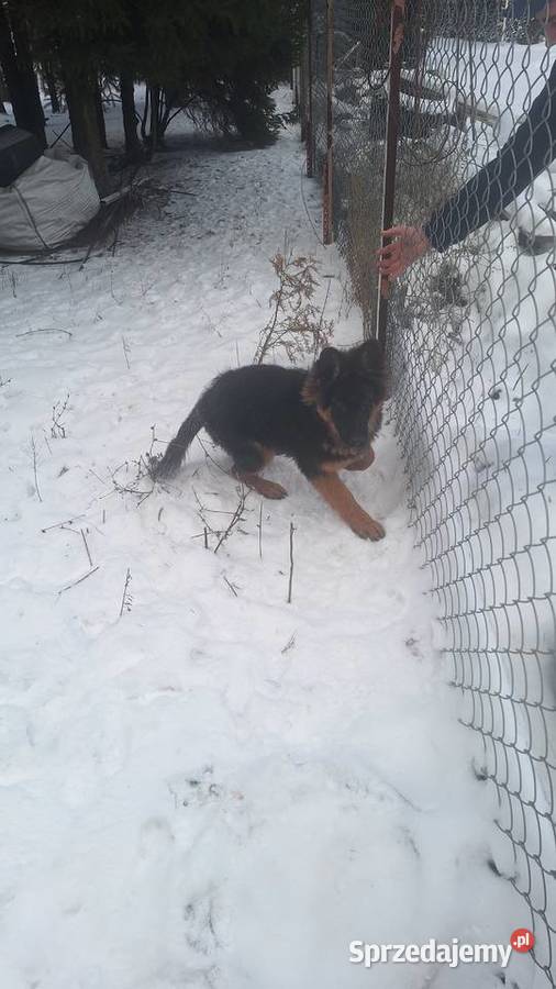 Sprzedam owczarka niemieckiego