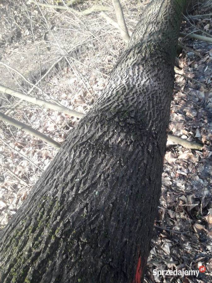 Kłody jesionw zcięte i lipa na pniu Wiślica