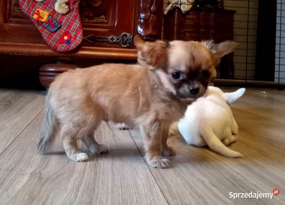 Chihuahua piesek brązowy opolskie Jasienica Dolna