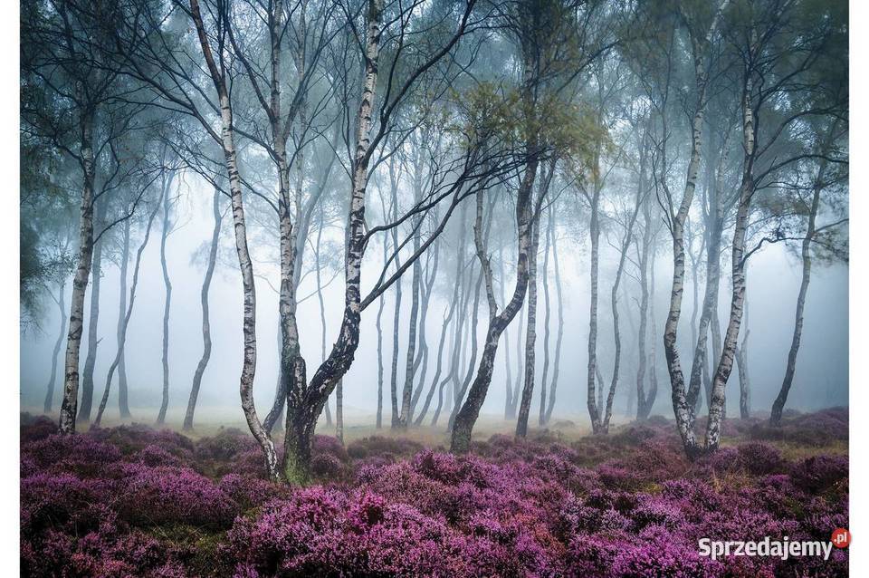 Tapeta fototapeta Las we mgle Las brzozowy Leszno sprzedam