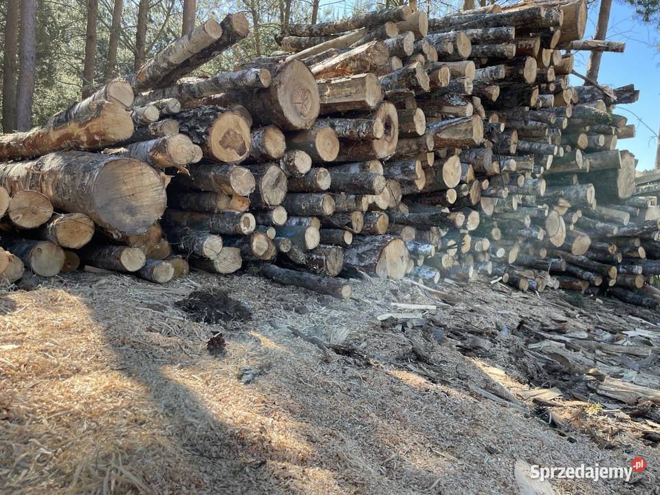 Drewno Buk brzoza olcha sosna