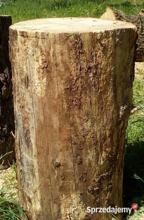 Pień kloc dębowyduży ok60 wysokości Gdynia sprzedam