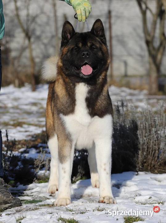 Szczenięta rasy American Akita Psy lubelskie Lublin