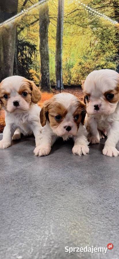 Cavalier King Charles Spaniel Przysucha