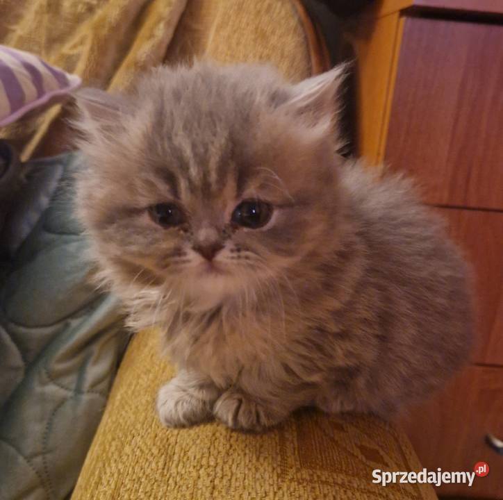 Brytyjskie kotka dlugowlosa niebieska Szamotuły