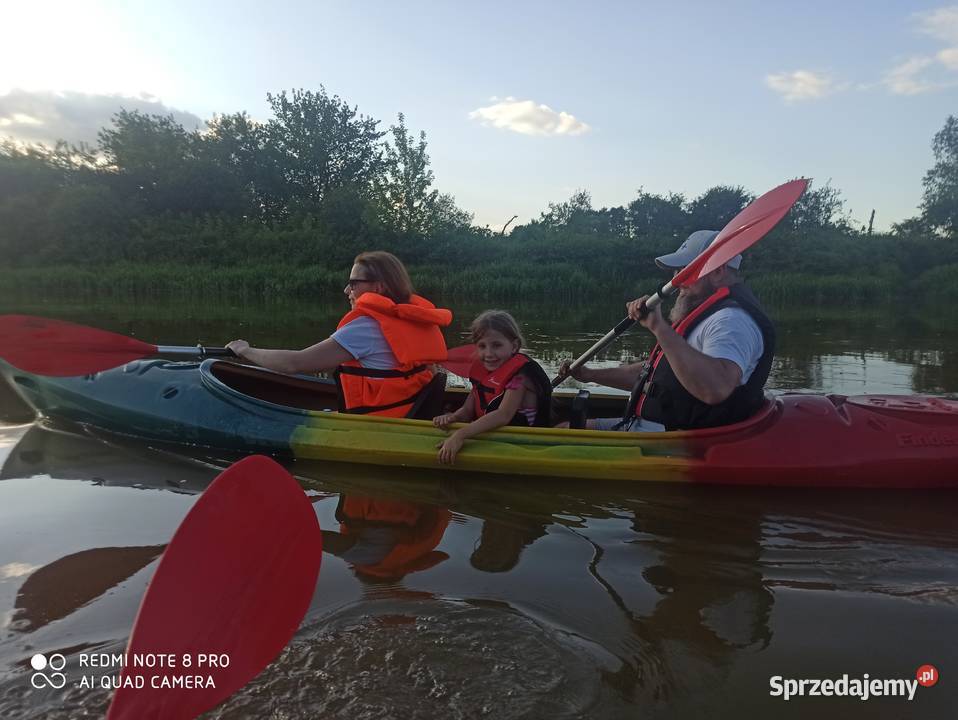 Lawenda lekarska wąskolistna Sadzonki kwiaty