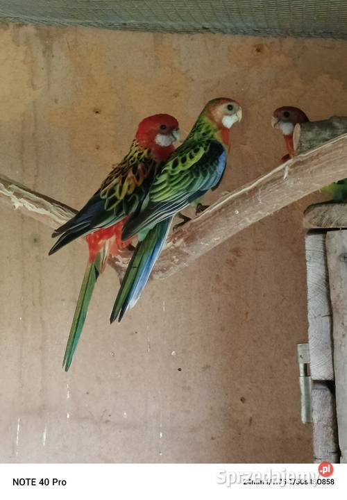 Rozelle białolice Modrolotki Kraśnik