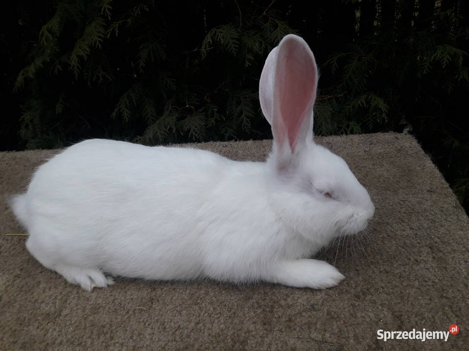 króliki termondzkie rodowód wysyłka podlaskie Bielsk Podlaski