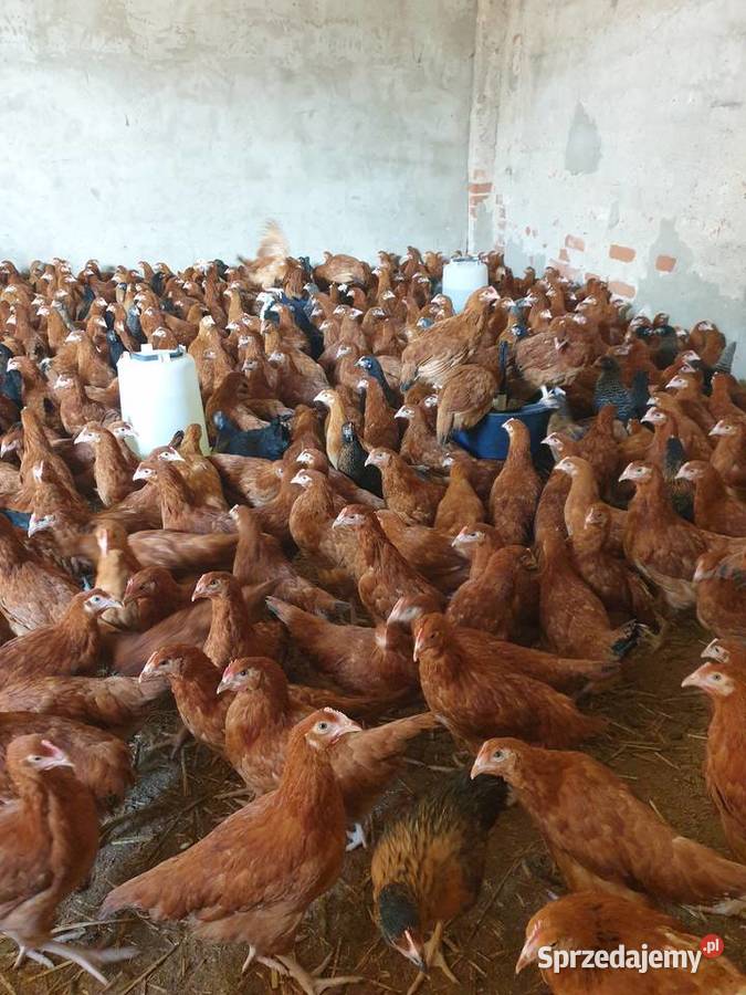 Młode KURY kurki nioski ROSA możliwy dowóz