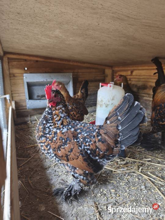 Jaja jajka lęgowe karzełka lapciatego 60zl 10 Wrocław