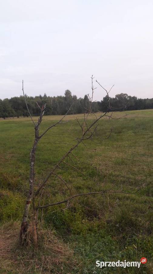 Duza działka 55000m2 Bierwiecka Wola sprzedam