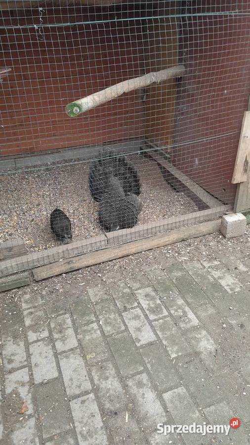 sprzedam bażanty wieloszpony Ptaki Raków sprzedam