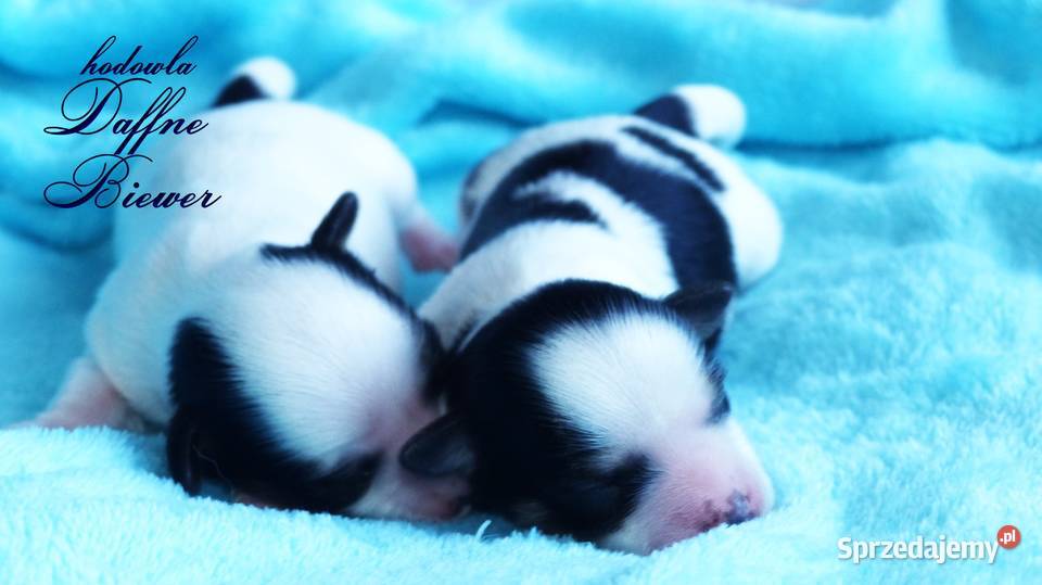 York Biewer Yorkshire Terrier sprzedam