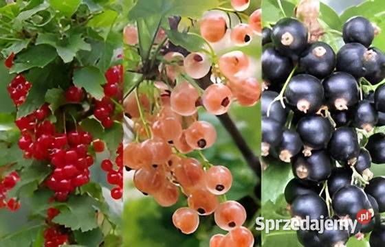 Sadzonki i sztobry Porzeczka Czarna Czerwona Janów Lubelski