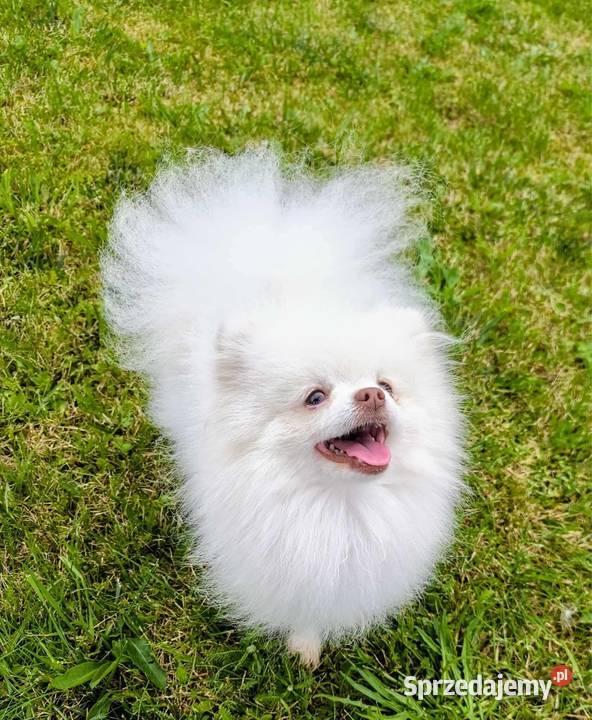 Szpic miniaturowy śląskie Zrębice