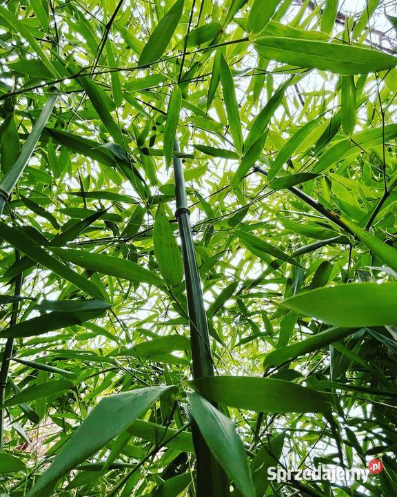 Bambus Phyllostachys Bissetii Filostachys Szczyglice